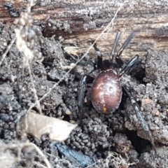 Steatoda capensis at Lyneham, ACT - 18 Jun 2021 10:54 AM