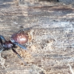 Steatoda capensis at Lyneham, ACT - 18 Jun 2021 10:54 AM