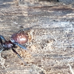 Steatoda capensis at Lyneham, ACT - 18 Jun 2021