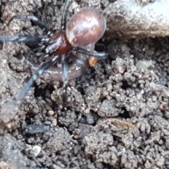 Steatoda capensis at Lyneham, ACT - 18 Jun 2021