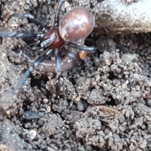 Steatoda capensis at Lyneham, ACT - 18 Jun 2021 10:54 AM