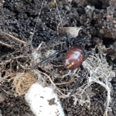 Steatoda capensis at Lyneham, ACT - 18 Jun 2021 10:54 AM