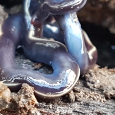 Caenoplana coerulea (Blue Planarian, Blue Garden Flatworm) at Lyneham, ACT - 18 Jun 2021 by trevorpreston