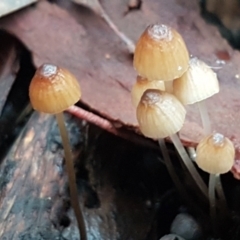 Mycena sp. ‘grey or grey-brown caps’ at Bruce Ridge to Gossan Hill - 18 Jun 2021 by trevorpreston