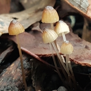 Mycena sp. ‘grey or grey-brown caps’ at Bruce, ACT - 18 Jun 2021