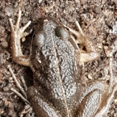 Limnodynastes tasmaniensis (Spotted Grass Frog) at Bruce Ridge to Gossan Hill - 18 Jun 2021 by trevorpreston