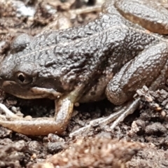 Limnodynastes tasmaniensis at Bruce, ACT - 18 Jun 2021 03:43 PM