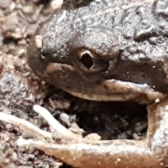 Limnodynastes tasmaniensis at Bruce, ACT - 18 Jun 2021 03:43 PM