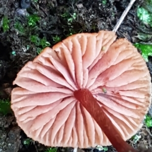 Laccaria sp. at Bruce, ACT - 18 Jun 2021