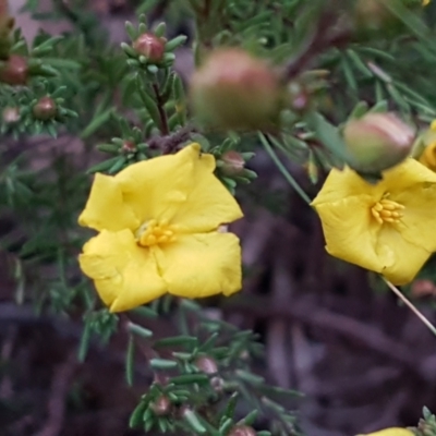 Hibbertia calycina (Lesser Guinea-flower) at Bruce, ACT - 18 Jun 2021 by tpreston