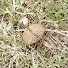 Unverified Fungus at Molonglo River Reserve - 18 Jun 2021 by KMcCue