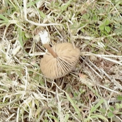 Unverified Fungus at Molonglo River Reserve - 18 Jun 2021 by KMcCue