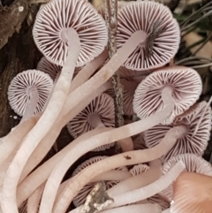 Mycena sp. (Mycena) at Bruce, ACT - 18 Jun 2021 by trevorpreston