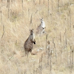 Osphranter robustus (Wallaroo) at Holt, ACT - 18 Jun 2021 by KMcCue