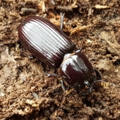 Mastachilus sp. (genus) (Unidentified Mastachilus bess beetle) at Bruce, ACT - 18 Jun 2021 by trevorpreston