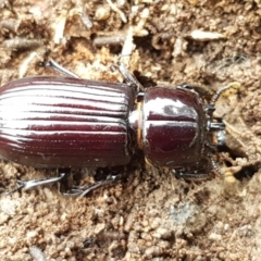 Mastachilus sp. (genus) at Bruce, ACT - 18 Jun 2021 03:26 PM