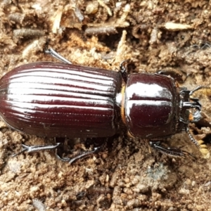 Mastachilus sp. (genus) at Bruce, ACT - 18 Jun 2021 03:26 PM