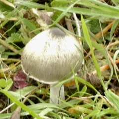 Unverified Fungus at Molonglo River Reserve - 18 Jun 2021 by KMcCue