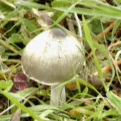 Unverified Fungus at Molonglo River Reserve - 18 Jun 2021 by KMcCue