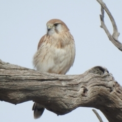 Falco cenchroides (Nankeen Kestrel) at Molonglo River Reserve - 18 Jun 2021 by KMcCue