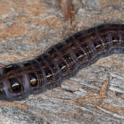 Hippotion scrofa (Coprosma Hawk Moth) at Melba, ACT - 6 May 2020 by Bron