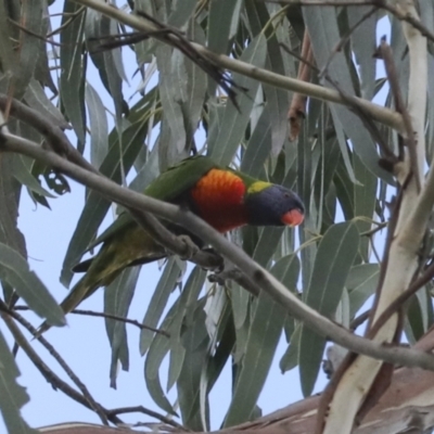 Trichoglossus moluccanus (Rainbow Lorikeet) at Lake Ginninderra - 18 Jun 2021 by AlisonMilton