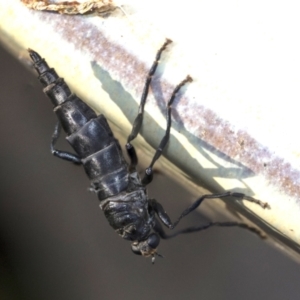 Boreoides subulatus at Higgins, ACT - 9 May 2021 08:50 AM