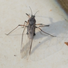 Tuberolachnus salignus (Giant willow aphid) at Higgins, ACT - 8 May 2021 by AlisonMilton