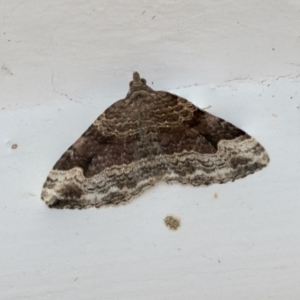 Epyaxa subidaria at Higgins, ACT - 1 May 2021