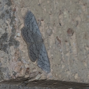 Scopula optivata at Higgins, ACT - 7 May 2021