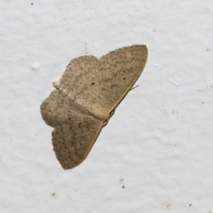 Scopula optivata at Higgins, ACT - 10 May 2021