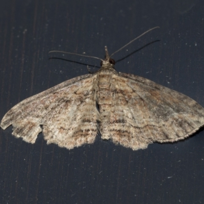 Larentiinae (subfamily) (A geometer moth) at Higgins, ACT - 10 May 2021 by AlisonMilton