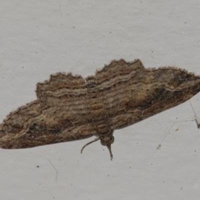 Chloroclystis filata (Filata Moth, Australian Pug Moth) at Higgins, ACT - 3 Jun 2021 by AlisonMilton