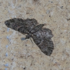 Chloroclystis filata (Filata Moth, Australian Pug Moth) at Higgins, ACT - 2 May 2021 by AlisonMilton