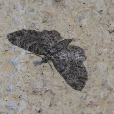 Chloroclystis filata (Filata Moth, Australian Pug Moth) at Higgins, ACT - 2 May 2021 by AlisonMilton