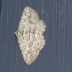 Psilosticha (genus) (A wave moth) at Higgins, ACT - 7 May 2021 by AlisonMilton