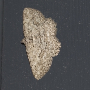 Psilosticha (genus) at Higgins, ACT - 7 May 2021 06:01 PM