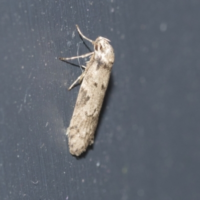 Palimmeces undescribed species nr hemiphanes (Philobota group) at Higgins, ACT - 9 May 2021 by AlisonMilton