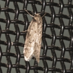 Palimmeces undescribed species nr hemiphanes (Philobota group) at Higgins, ACT - 7 May 2021 by AlisonMilton