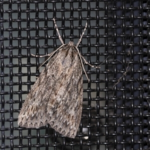 Chlenias banksiaria group at Higgins, ACT - 6 May 2021