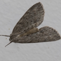 Chlenias banksiaria group (A Geometer moth) at Higgins, ACT - 4 Jun 2021 by AlisonMilton