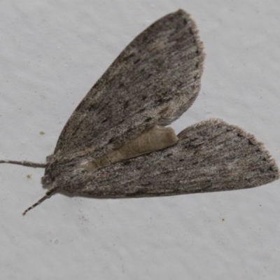 Chlenias banksiaria group (A Geometer moth) at Higgins, ACT - 5 Jun 2021 by AlisonMilton