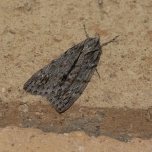 Chlenias banksiaria group at Higgins, ACT - 6 Jun 2021