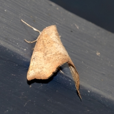 Mnesampela privata (Autumn Gum Moth) at Higgins, ACT - 10 May 2021 by AlisonMilton