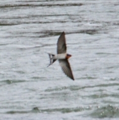 Hirundo neoxena (Welcome Swallow) at Thurgoona, NSW - 18 Jun 2021 by PaulF