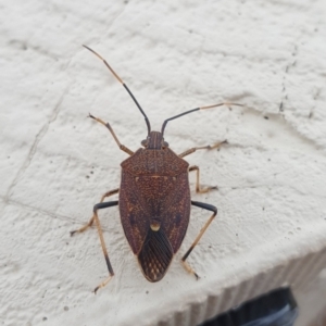 Poecilometis strigatus at Goulburn, NSW - suppressed