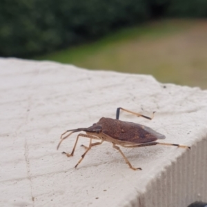 Poecilometis strigatus at Goulburn, NSW - suppressed