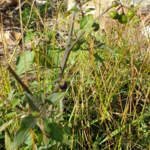 Solanum nigrum at Goulburn, NSW - 16 Jun 2021