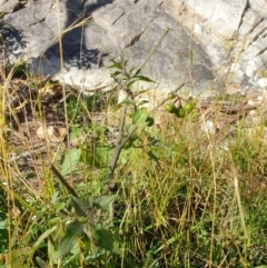 Solanum nigrum at Goulburn, NSW - 16 Jun 2021