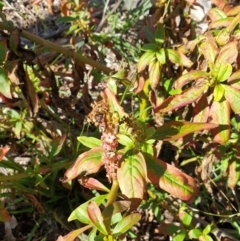 Phytolacca octandra (Inkweed) at Goulburn, NSW - 16 Jun 2021 by Rixon